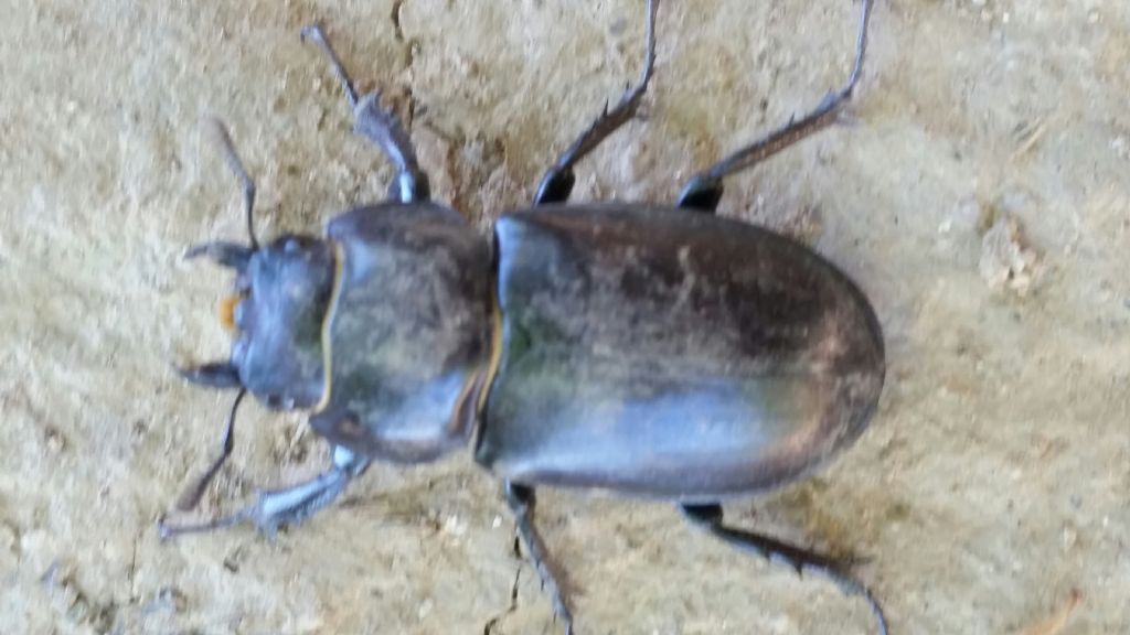 Lucanus tetraodon, femmina (Lucanidae)